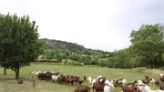 Sécheresse en Lozère : l'irrigation, une solution ?