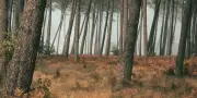 Sécheresse et canicule : des effets durables sur la forêt française