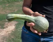 Sécheresse : fruits et légumes plus petits et amers sur les étals