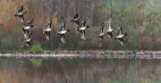 Sécheresse : la LPO demande le report de la chasse aux oiseaux d'eau