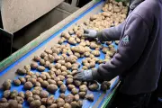 Sécheresse : la récolte de pommes de terre chuterait de 23 %