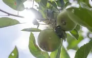 Sécheresse : la récolte de pommes française en baisse de 20 %