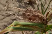 Sécheresse : l'agriculture française au bord du décrochage