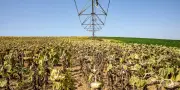 Sécheresse : l'agriculture française s'inquiète pour son avenir