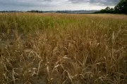 Sécheresse : l'agroécologie pour réduire les besoins en eau
