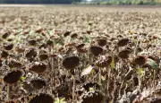 Sécheresse : le gouvernement envisage un prêt sécheresse pour les agriculteurs