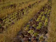 Sécheresse : les agriculteurs face à des extrêmes