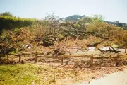 Sécheresse : les jardins botaniques contraints de repenser leur modèle