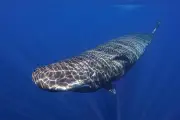 Sensibilité animale : un pas vers la reconnaissance