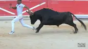 Sept taureaux et sept raseteurs aux Jeudis de Nîmes ce jeudi