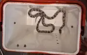 Serpent roi de Californie capturé dans un restaurant à Lyon