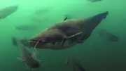 Silure géant de 2,55 m et 110 kg pêché dans le Tarn