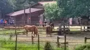 Soirée cosmique au refuge C.H.E.V.A.L : éclipse et chevaux