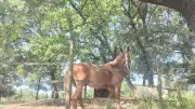 Soirée télépathique avec les chevaux au refuge C.H.E.V.A.L. de Salindres