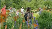 Sortie plantes médicinales aux Vernèdes à Nant le 18 août