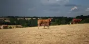 Soutien à l'agriculture : Lecornu promet des mesures floues