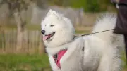 Série estivale : un chien en Cévennes, guide pratique
