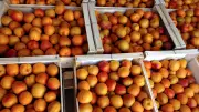 Table Ouverte : 14e distribution alimentaire à Nîmes ce lundi