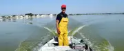 Étang de l'Or : la pêche artisanale à l'anguille se maintient