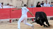 Taureau Santorin meurt en piste à Nîmes, vive émotion