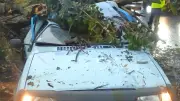 Tempête dans l'Hérault : Hervé Campo miraculé après la chute d'un arbre