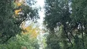 Tempête à Montpellier : 500 arbres touchés, le Domaine d'O fermé six semaines
