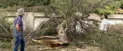 Tempête à Montpellier : le bois de Lussac dévasté, les copropriétaires démunis