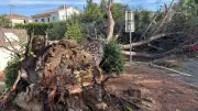 Tempête rare à Saint-Georges-d'Orques : une centaine d'arbres déracinés