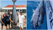 Thon rouge de 230 kg pêché au large de Sète par trois frères