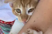 Titi, le chat de l'été dont on garde la photo
