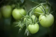 Tomates vertes de fin d'été : une recette simple pour les cuisiner
