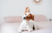 Top 10 des races de chiens idéales pour vivre en appartement