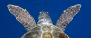 Tortues caouannes de plus en plus fréquentes sur la façade montpelliéraine