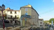 Transhumance des moutons à Magalas : l'écopâturage séduit