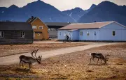 Treize rennes morts en été au Svalbard, une anomalie