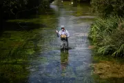 Truites et saumons anglais menacés par le réchauffement climatique