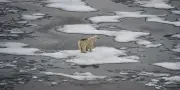 Trump annule un rapport clé sur l'Arctique