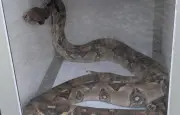 Un boa constrictor de 1,50 m découvert dans le moteur d'une voiture à Colomiers