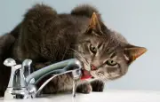 Un chat ouvre un robinet et inonde un appartement à Baden-Baden