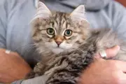 Un chat ouvre un robinet et inonde un immeuble à Baden-Baden