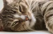 Un chat perdu il y a 17 ans retrouvé grâce aux incendies