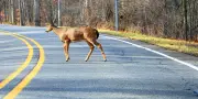 Un chevreuil traverse un pare-brise : la suite surprend