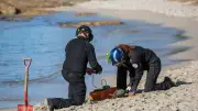 Un homme perd son alliance et découvre une grenade sur une plage de Brest