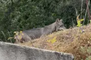 Un loup filmé devant une maison à Nice, route de Colomars