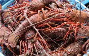 Un militant achète une langouste 300 euros pour la sauver