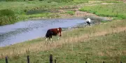 Un nouveau virus bovin transmis par des moucherons découvert en France