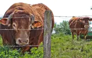 Un taureau chute de 20 mètres dans un jardin à Fougères