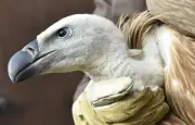 Un vautour retarde un avion en Crète, retiré de force