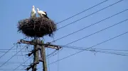 Une cigogne électrocutée déclenche un incendie de 2 hectares en Saône-et-Loire