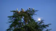 Une cinquantaine de cigognes en escale à Juvignac